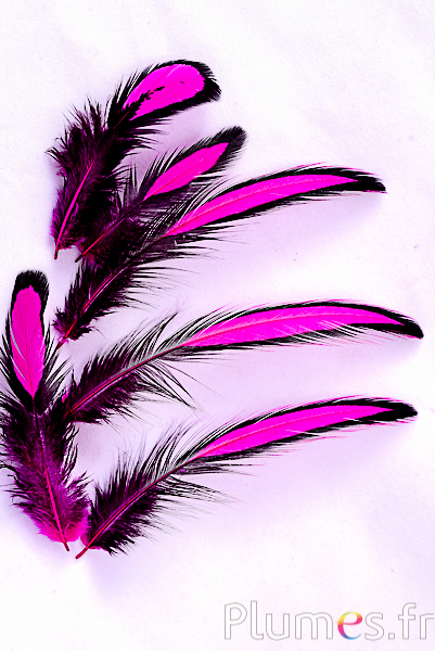 Poule Wyandotte - 4-8 cm - fuchsia